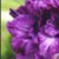 Gladiolas Purple