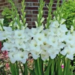 Gladiolas White