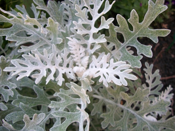 Green Dusty Miller Lace