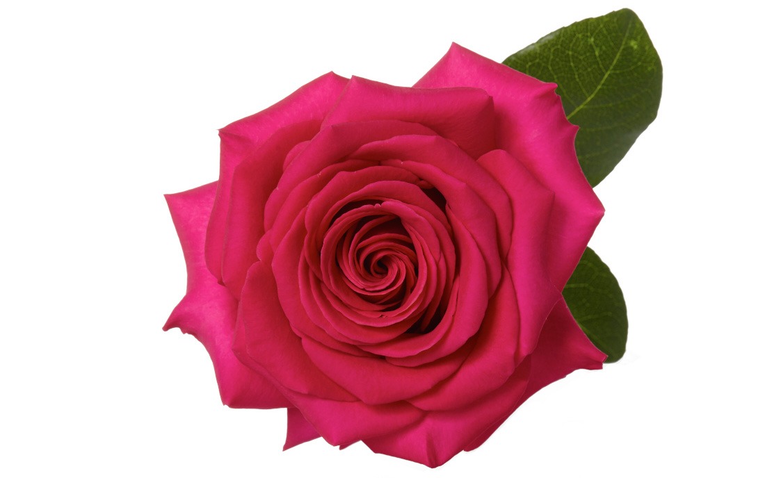 Rose Pink Floyd