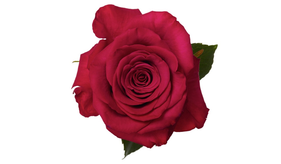 Rose Roseberry
